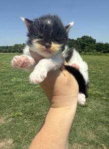 Luther polydactyl - Maine Coon Kitten For Sale - Locust Grove&comma; OK&comma; US