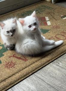 Dumbo - Ragdoll Kitten For Sale - Portland&comma; OR&comma; US