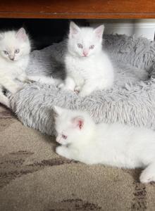 Mimi Rosie Sammy - Ragdoll Kitten For Sale - Portland, OR, US Mimi Rosie Sammy - Ragdoll Kitten For Sale - Portland, OR, US