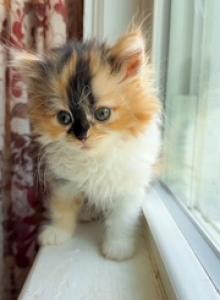 Mindy Persian Calico - Persian Kitten For Sale - Roanoke&comma; VA&comma; US