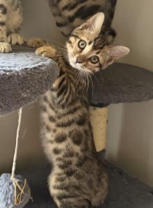 Ashley - Bengal Kitten For Sale - Raeford&comma; NC&comma; US