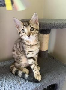 Mary Kate - Bengal Kitten For Sale - Raeford, NC, US Mary Kate - Bengal Kitten For Sale - Raeford, NC, US