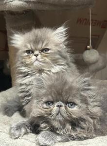 Hugo Harper and Hanna - Persian Kitten For Sale - Houston&comma; TX&comma; US