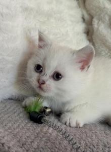 White Scottish straight kitten - Scottish Straight Kitten For Sale - Minneapolis&comma; MN&comma; US