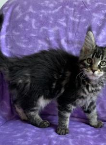 Jetta - Maine Coon Kitten For Sale - Waterloo&comma; IN&comma; US