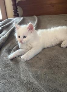 Maine Coon CFA registered male - Maine Coon Kitten For Sale - Marshalltown&comma; IA&comma; US