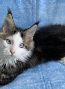 Jasper Poly Blue eyes - Maine Coon Kitten For Sale - Waterloo&comma; IN&comma; US