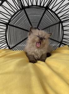 Mink Sealpoint Females - Ragdoll Kitten For Sale - Corona&comma; CA&comma; US