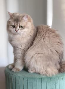 Lavanda blue golden - British Shorthair Kitten For Adoption - Matthews&comma; NC&comma; US