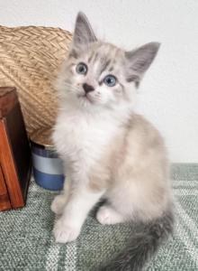Sweetest Ragdoll kittens - Ragdoll Kitten For Sale - TX&comma; US