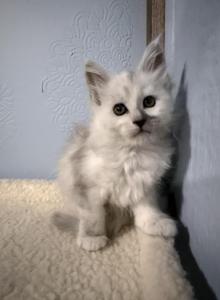 Ishtar - Maine Coon Kitten For Sale - Lake Lure&comma; NC&comma; US