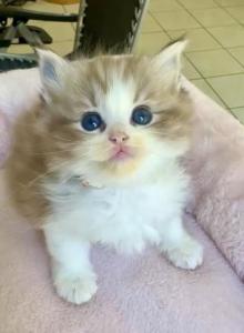 Coffee - Ragdoll Kitten For Sale - San Gabriel&comma; CA&comma; US