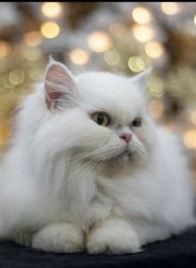 Persa - Persian Cat For Sale - Parkville&comma; MD&comma; US