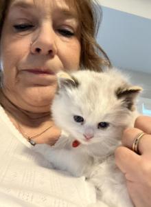 Duchess Litter - Ragdoll Kitten For Sale - Kearneysville&comma; WV&comma; US