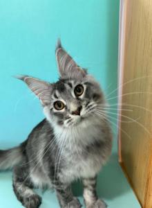 Yukon - Maine Coon Kitten For Sale - Cheyenne&comma; WY&comma; US