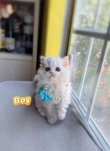Ponpon - Selkirk Rex Kitten For Sale - CA&comma; US
