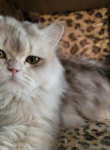 SERGEY - Scottish Fold Cat For Sale - Cleveland&comma; OH&comma; US