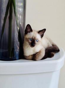 Kai - Siamese Kitten For Adoption - Paterson&comma; NJ&comma; US