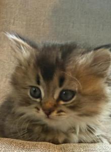 Lucy - Siberian Kitten For Sale - Atlanta&comma; GA&comma; US