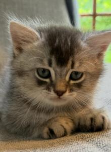 Lazar - Scottish Straight Kitten For Sale - Atlanta&comma; GA&comma; US