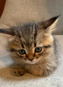 Hurry - Scottish Straight Kitten For Sale - Atlanta, GA, US Hurry - Scottish Straight Kitten For Sale - Atlanta, GA, US