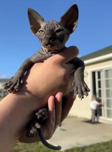 Sphynx Kittens - Sphynx Kitten For Sale - Hubert, NC, US Sphynx Kittens - Sphynx Kitten For Sale - Hubert, NC, US