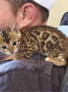 Glitter Bengals Willing to Transport - Bengal Kitten For Sale - Meridian, ID, US Glitter Bengals Willing to Transport - Bengal Kitten For Sale - Meridian, ID, US