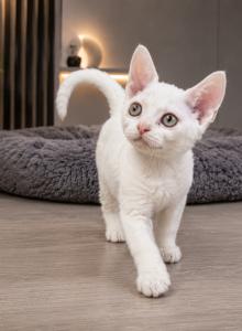 Devon Rex White female - Devon Rex Kitten For Sale - Hollywood, FL, US Devon Rex White female - Devon Rex Kitten For Sale - Hollywood, FL, US