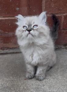 Simon AVAILABLE NOW - Himalayan Kitten For Sale - Peoria, IL, US Simon AVAILABLE NOW - Himalayan Kitten For Sale - Peoria, IL, US