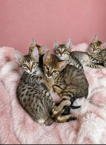 Gorgeous Savannah litter - Savannah Kitten For Sale - Santa Clarita, CA, US Gorgeous Savannah litter - Savannah Kitten For Sale - Santa Clarita, CA, US