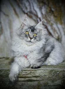 Miss June - Maine Coon Kitten For Sale - McArthur, CA, US Miss June - Maine Coon Kitten For Sale - McArthur, CA, US