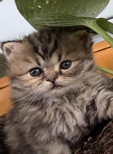 RubyRed - Persian Kitten For Sale - Cayce, SC, US RubyRed - Persian Kitten For Sale - Cayce, SC, US