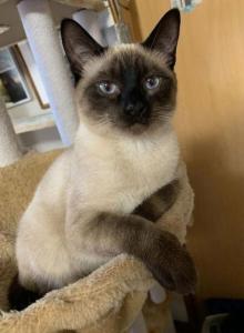 Emma - Siamese Kitten For Sale - Carmel, NJ, US Emma - Siamese Kitten For Sale - Carmel, NJ, US