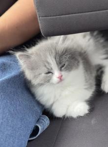 Grey and white female Persian ragdoll - Persian Kitten For Sale - McKinney, TX, US Grey and white female Persian ragdoll - Persian Kitten For Sale - McKinney, TX, US