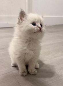 Sheyla - Ragdoll Kitten For Sale - Homestead, FL, US Sheyla - Ragdoll Kitten For Sale - Homestead, FL, US