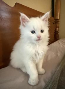 Maine Coon CFA registered male - Maine Coon Kitten For Sale - Marshalltown, IA, US Maine Coon CFA registered male - Maine Coon Kitten For Sale - Marshalltown, IA, US