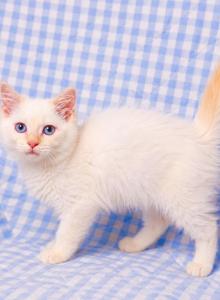 Balinese male kitten - Balinese Kitten For Sale - Terrell, TX, US Balinese male kitten - Balinese Kitten For Sale - Terrell, TX, US