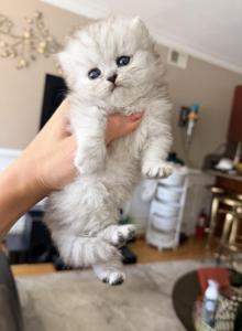 Purebred chinchilla silver Persian female - Persian Kitten For Sale - Staten Island, NY, US Purebred chinchilla silver Persian female - Persian Kitten For Sale - Staten Island, NY, US