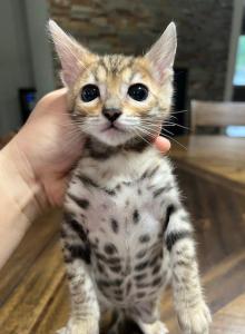 Lily - Bengal Kitten For Sale - Plano, TX, US Lily - Bengal Kitten For Sale - Plano, TX, US