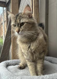 Mix Naine Coon & Norwegian - Norwegian Forest Cat For Adoption - Auburn&comma; WA&comma; US