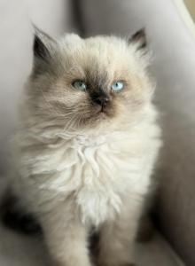 Gorgeous Seal point Balinese kitten 1 - Balinese Kitten For Adoption - Egg Harbor Township, NJ, US Gorgeous Seal point Balinese kitten 1 - Balinese Kitten For Adoption - Egg Harbor Township, NJ, US
