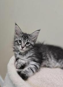 Classic black silver tabby female - Maine Coon Kitten For Sale - Middle Point&comma; OH&comma; US