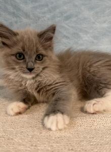 Belle - Ragdoll Kitten For Sale - Ozark&comma; MO&comma; US