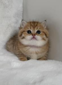 Star - Scottish Fold Kitten For Sale - Vancouver, WA, US Star - Scottish Fold Kitten For Sale - Vancouver, WA, US