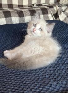 Summer Ragdoll Kittens Litter Ad - Ragdoll Kitten For Sale - Front Royal, VA, US Summer Ragdoll Kittens Litter Ad - Ragdoll Kitten For Sale - Front Royal, VA, US
