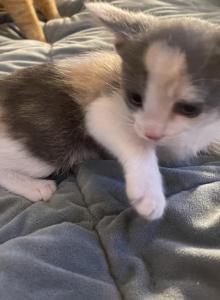 Poirier - Domestic Kitten For Adoption - Las Vegas&comma; NV&comma; US