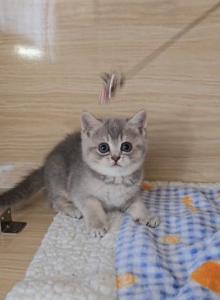 Diva - British Shorthair Kitten For Sale - Chino&comma; CA&comma; US