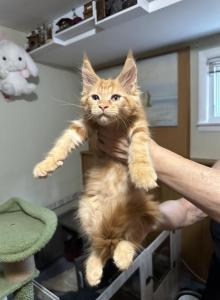 Maine Coon kitten - Maine Coon Kitten For Sale - Winfield, IL, US Maine Coon kitten - Maine Coon Kitten For Sale - Winfield, IL, US