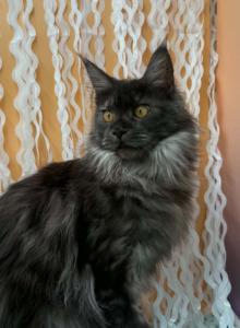 Racine - Maine Coon Kitten For Sale - Cheyenne&comma; WY&comma; US