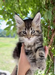 Honey - Maine Coon Kitten For Sale - Vass, NC, US Honey - Maine Coon Kitten For Sale - Vass, NC, US